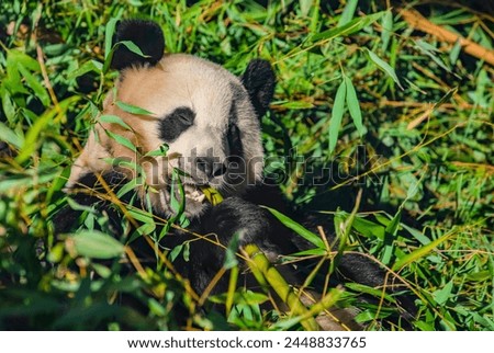 funny panda bear cubs in the zoo tumble and eat bamboo. natur vivid background . theme of animal protection in zoos. Berlin zoo