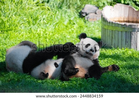 cheerful playing pandas on green lawn. Rare endangered animals protected concept. Chinese property at Berlin Zoo. cute clumsy black and white bear. two brothers