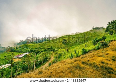 A pastoral landscape in Uvita, Puntarenas Province of Costa Rica, where lush hills are wrapped in a gentle mist, featuring agrarian life amidst rich biodiversity, under the soft light of a veiled sun Royalty-Free Stock Photo #2448835647
