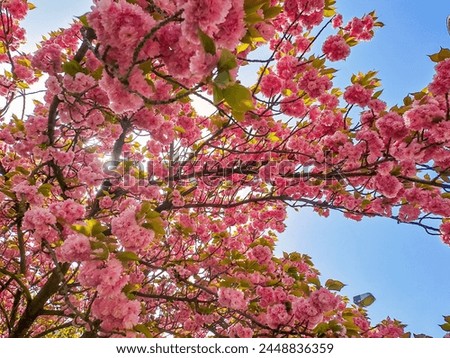 Bloom flower apricot tree. Apricot tree flowers with soft focus. Spring flowers Royalty-Free Stock Photo #2448836359