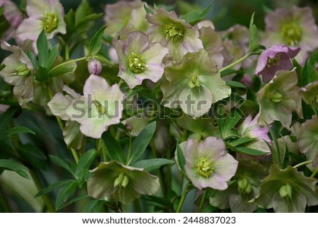 Green pinkish hellebore blooming spring April wallpaper background conservation environment education nature picture frame greetings cards