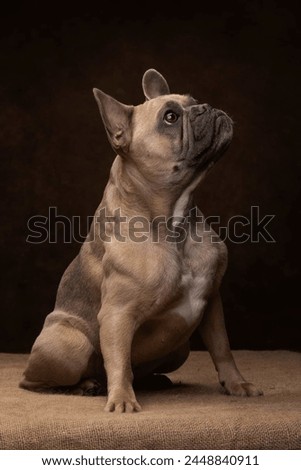 Portrait of a cute French Bulldog.isolated on a studio background.