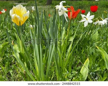Amazing pictures captured close to Freizeitforum Marzahn Berlin of beautiful spring flowers in an open field.