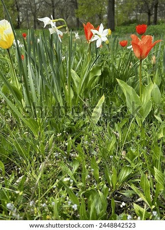 Amazing pictures captured close to Freizeitforum Marzahn Berlin of beautiful spring flowers in an open field.