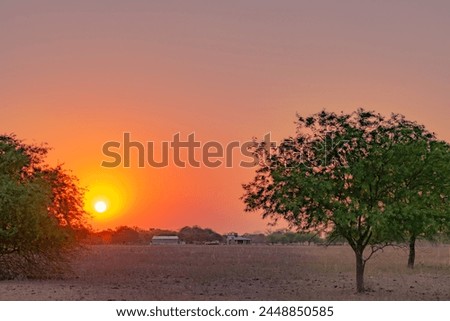 summer sunset with sun hiding behind a small carob tree