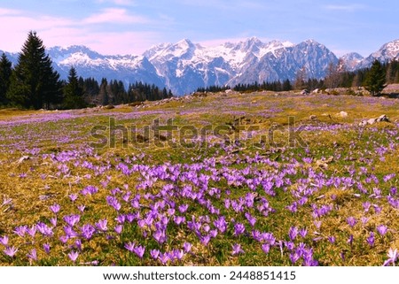Alpine meadow in spring covered in purple  spring crocus (Crocus vernus) flowers and snow covered peaks in Kamnik-Savinja alps in Slovenia Royalty-Free Stock Photo #2448851415