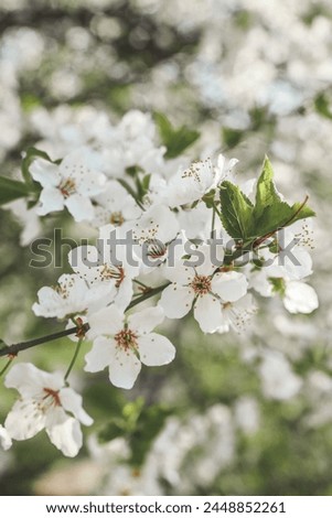 Spring blossom background. Beautiful nature scene with blooming tree on sunny day. Spring flowers. Beautiful orchard in Springtime. Abstract background