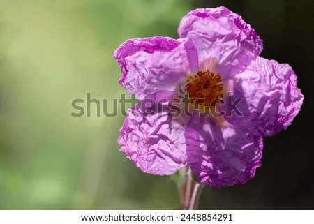 A Pink rock rose with a crab spider on it. Cistus creticus.