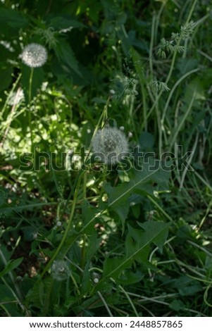 Medicinal dandelion (Taraxacum officinale). A plant. The most well-known species of the Taraxacum genus in the Asteraceae family. Fluffy white spherical head. Beautiful background.