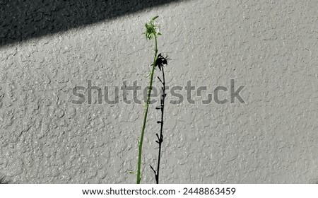 Shadow of a spider plant vine. Florida, February 24, 2024