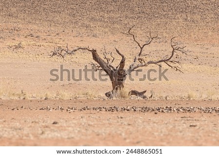 Picture of a dead acacia tree in a dry desert landscape in Namibia during the day in summer