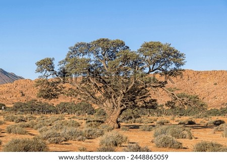 Picture of an big and olde acacia tree in front of an sand dune in the Namibian Kalahari during the day