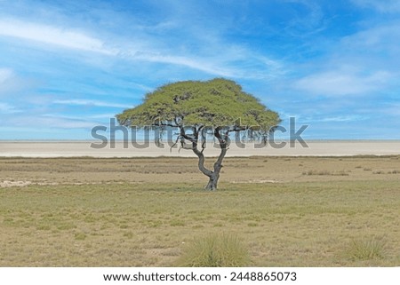 Picture of an acacia tree on a green meadow against a blue sky in Etosha national park in Namibia during the day in summer