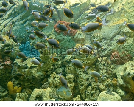 Fish Aquarium. Fish Aquarium Background. Marine Life. Marine Biota