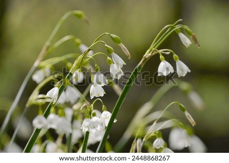 Summer snowflake (Loddon lily (Leucojum aestivum) flowering in damp riverside woodland, Wiltshire, England, United Kingdom, Europe