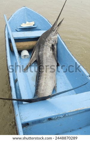 Various types of billfish. Uncontrolled fishing in Ecuador. Royalty-Free Stock Photo #2448870289