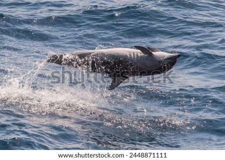 Clymene dolphin (Stenella clymene) spinning, caught belly uppermost, Senegal, West Africa, Africa