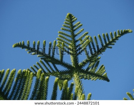 Vivid green Araucaria tree branch reaching out against a clear blue sky Royalty-Free Stock Photo #2448872101