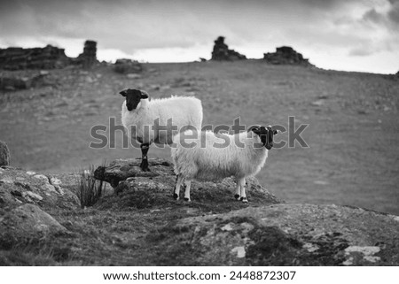 Two white sheep below Staple Tor near Merrivale, Dartmoor National Park, Devon, England, United Kingdom, Europe