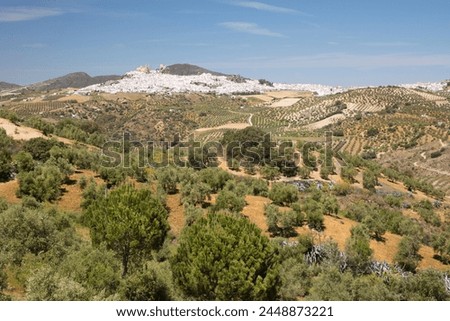 Typical Andalucian landscape with olive groves and white town of Olvera, Cadiz Province, Andalucia, Spain, Europe