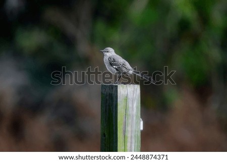Nature's Songster: A mockingbird perched atop a 4x4 post, its melodious tunes blending harmoniously with the blurred foliage background, a serene symphony of the wild.