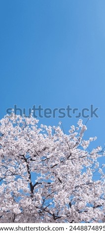 Spring day. Spring nature. Branches of blossoming cherry with soft focus on light blue sky background in sunlight. Beautiful floral image of spring nature. White flowers the fruit tree.
