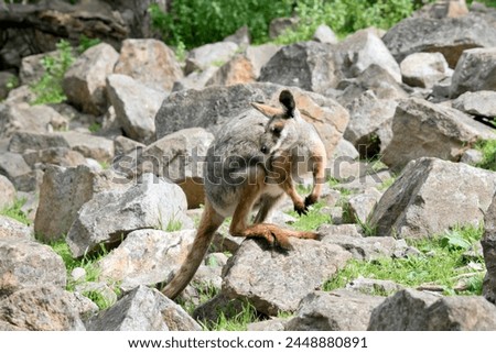 the yellow footed rock wallaby is climbing up the rocky hill