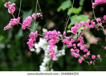 Blooming pink coral vine flower with bokeh background 