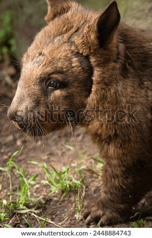 The southern hairy-nosed wombat is one of three extant species of wombats. It is found in scattered areas of semiarid scrub and mallee from the eastern Nullarbor Plain to the New South Wales border.