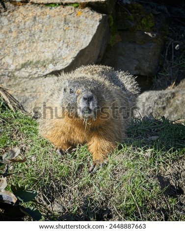 A close up of a cute marmot on the grass by a rock foraging in eastern Washington.