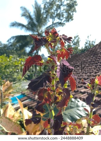 photo of miana coleus with a green coconut tree in the morning