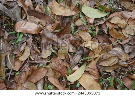 Pictures of autumn leaves can be found during the spring season.
