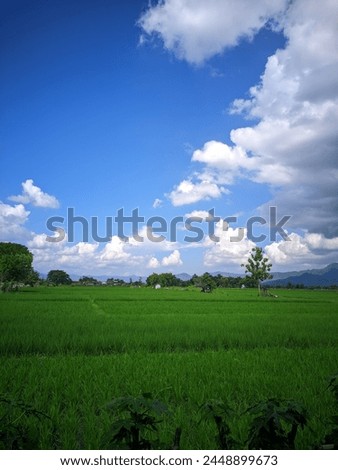 Perfect rice fields picture using photography.