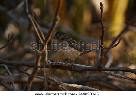 Close up picture of Old World sparrows . Bird photography. Old World sparrows photos.