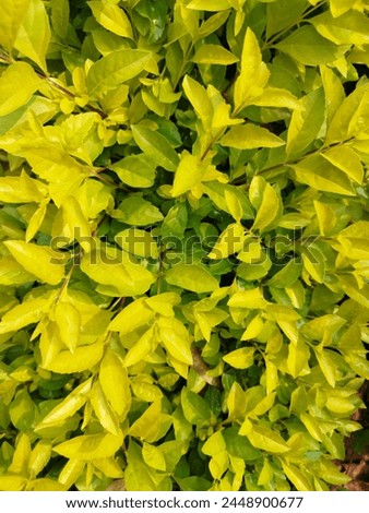 yello green hedge plant top view Royalty-Free Stock Photo #2448900677