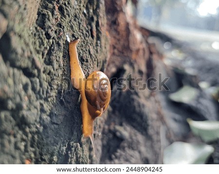 Snails are the general name given to animals belonging to the mollusk class Gastropoda, and are usually found in various habitats in tropical nature such as trees, rivers and even in ditches. Royalty-Free Stock Photo #2448904245