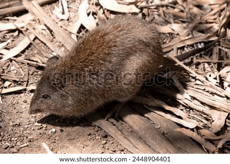 The Long-nosed Potoroos have a brown to grey upper body and paler underbody. Long-nosed Potoroos have a long nose that tapers with a small patch of skin extending from the snout to the nose. Royalty-Free Stock Photo #2448904401