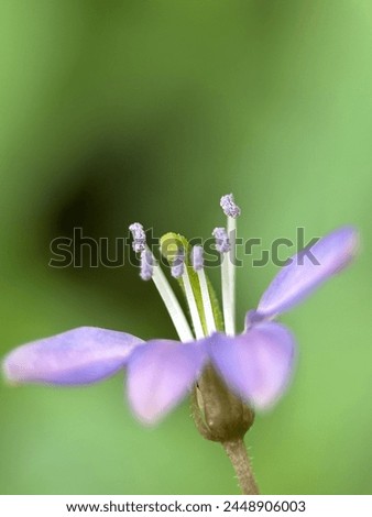 Beautiful small bush flowers with a purple color combined with a blurry green background