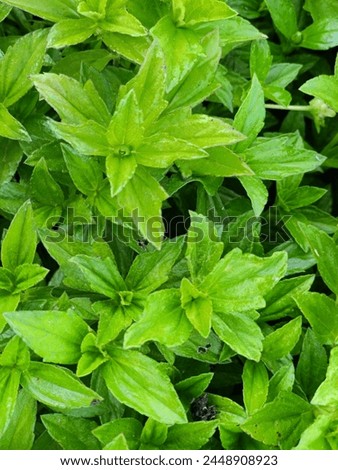 green leaf. green leaf background 