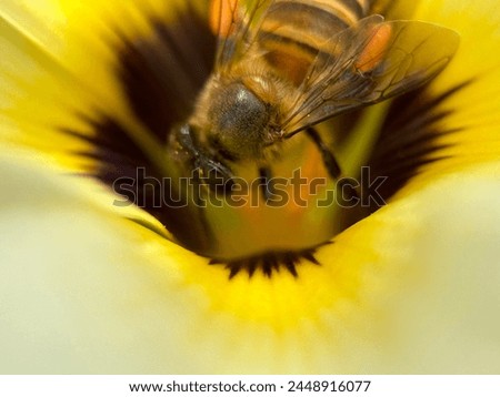 You can see a honey bee entering a yellow flower
