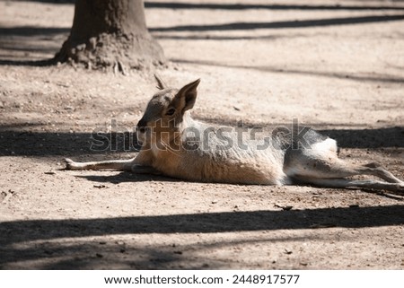 Patagonian hare, is a large rodent species that can be found in central and southern Argentina. The Patagonian cavy has long legs that allow it to reach speeds upwards of 20-25 mph Royalty-Free Stock Photo #2448917577