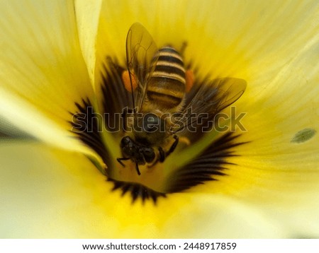 Seen from above, a honey bee enters the inside of a flower to look for flower nectar