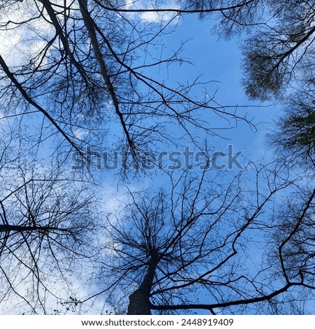 Above sky picture with trees yet to bloom