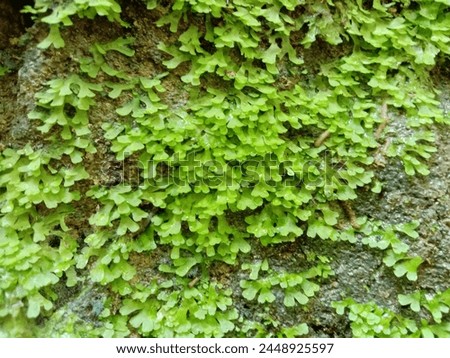 Moss grows abundantly on rocks.