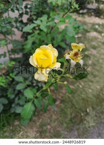 Yellow flowers in the garden. Yellow rose is a symbol of Henna in Pakistan. Beautiful baby Yellow Rose Flower.  Beautiful Rose in the sunshine. Yellow garden rose on a bush in a summer garden.