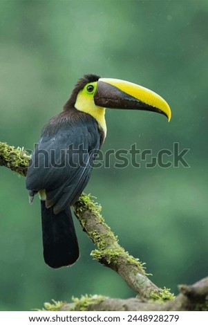 Toucan sitting on the branch in the forest, green vegetation, Costa Rica. Wildlife.