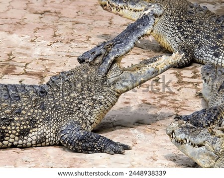 a photography of two crocodiles are laying on the ground.