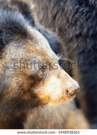 a photography of a bear looking at something in the distance.