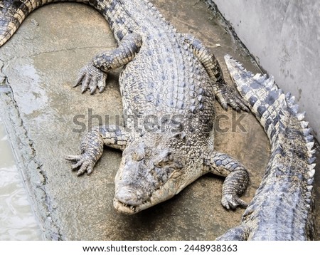 a photography of two alligators laying on a rock near water.