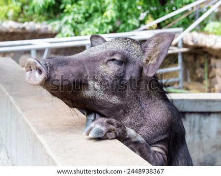 a photography of a pig leaning over a wall with its head on the ledge.